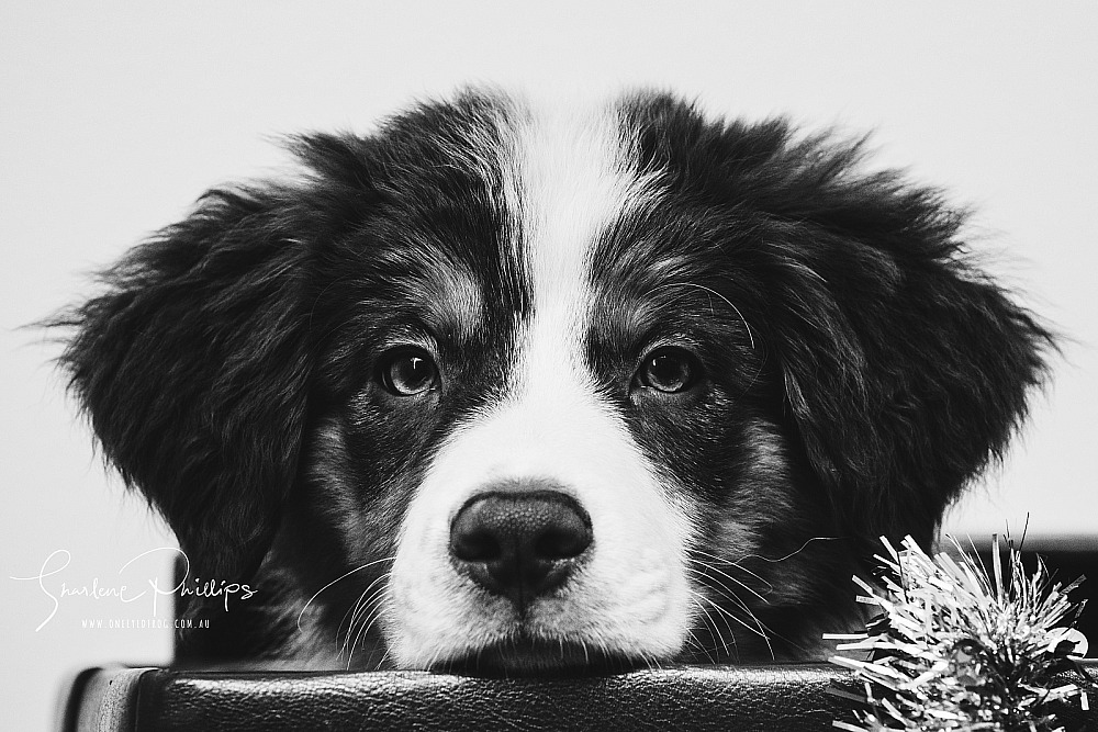Pet & Reptile Photography