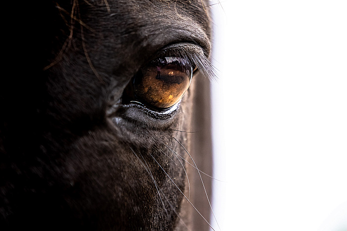 Equine Portfolio