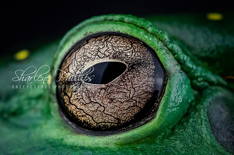 Magnificent Tree Frog Eye-www.oneeyedfrog.com.au.jpg