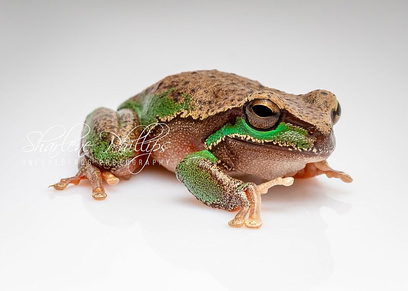 Blue_Mountains_Tree_Frog-www.oneeyedfrog.com.au.jpg