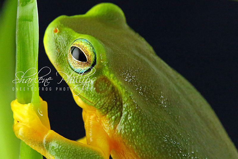 original_f97d3caa987a268_Dainty_Tree_Frog-www.oneeyedfrog.com.au.jpg