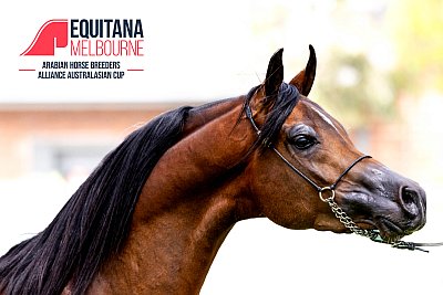 Equitana Arabian Horse - Official Photographer
